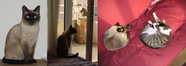 Zuma et Absinthe (3 photos)