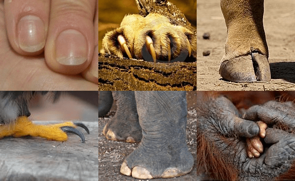 Humain ; lion ; girafebuse ; éléphant ; orang-outan