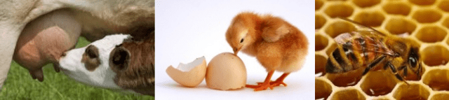 sous-produits animaux