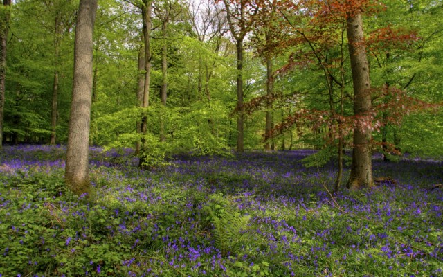 bluebell-wood-1440-900-4054