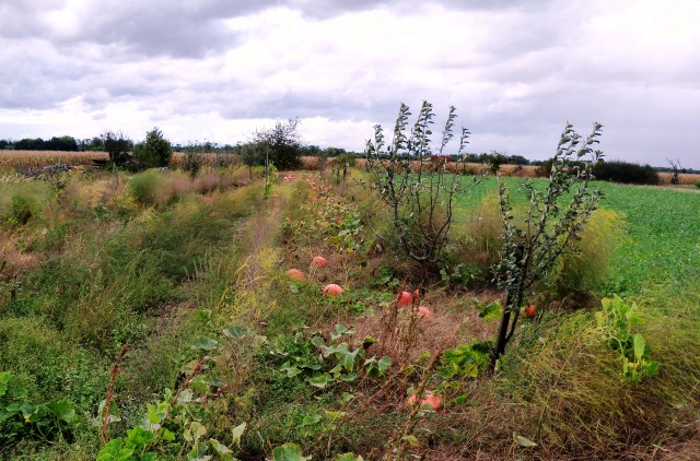 Citrouilles Hoerdt 2880x1800