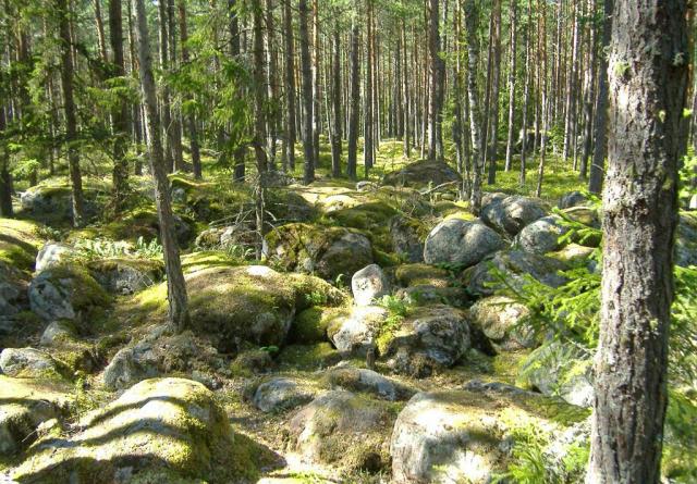 foret d'estonie