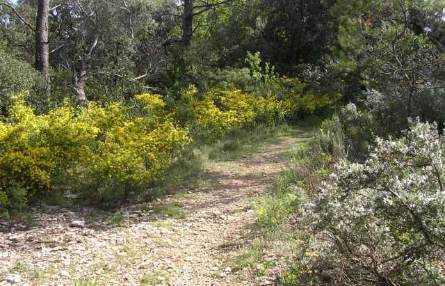 le_sentier_botannique_est_fleuri_et_agreable_a_parcourir