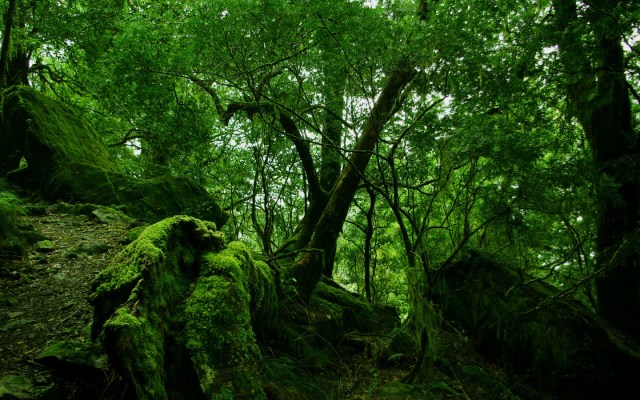 rainforest-moss-1440-900-3844
