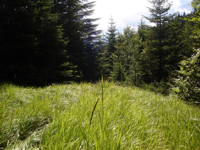 spring_grass_1920x1440