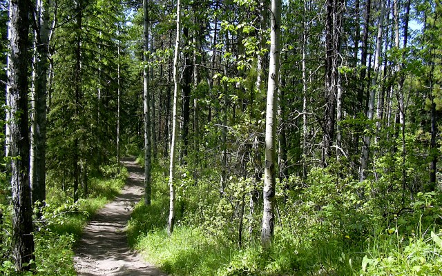 Wood_Path_by_bazokajoe_2k