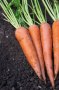 Carottes
