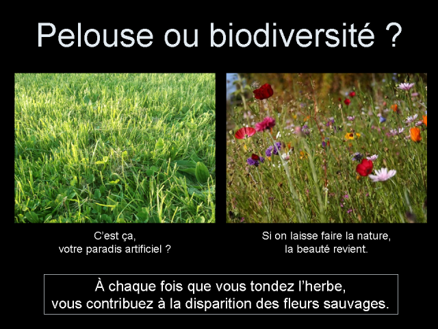 Pelouse ou biodiversité ?