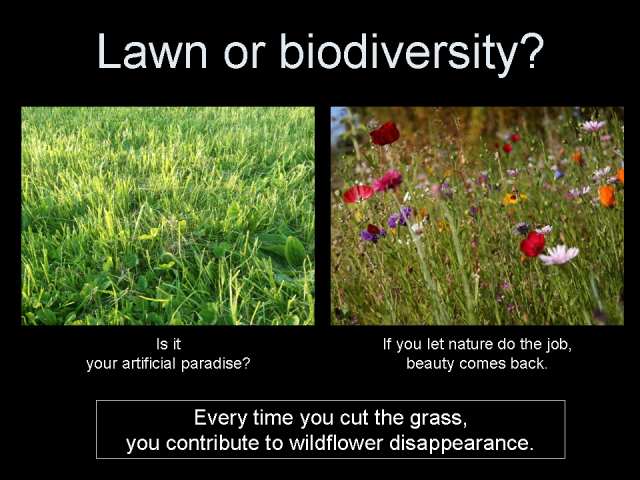 Lawn or biodiversity?