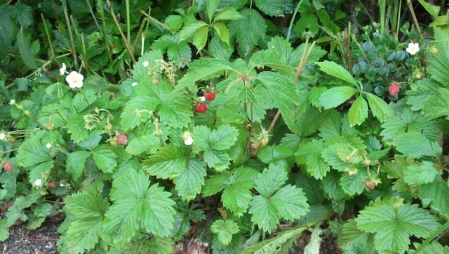 Fraises des bois