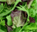 Légumes salade feuilles vertes