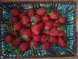 Panier de fraises