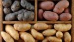 Variétés de patates