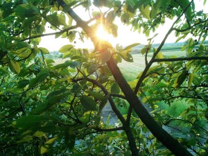 coucher du soleil depuis un cerisier en juillet en Alsace