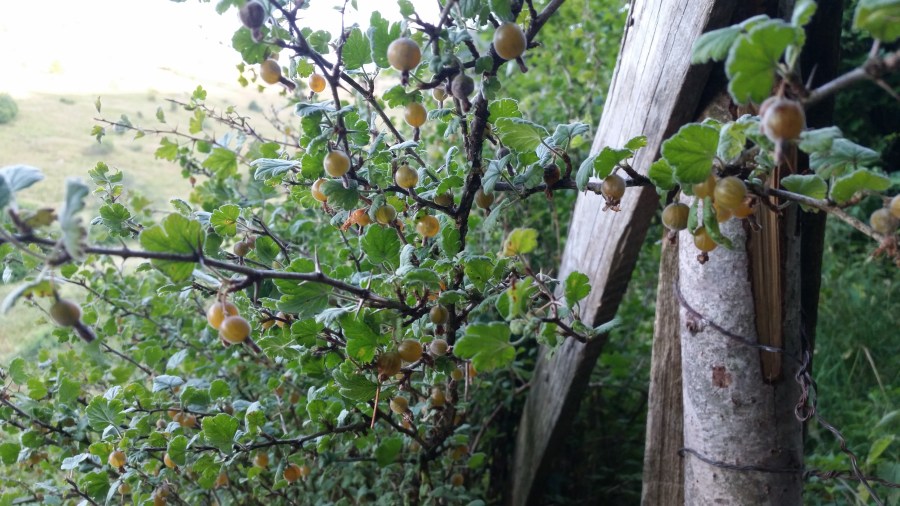 baies sauvages buisson