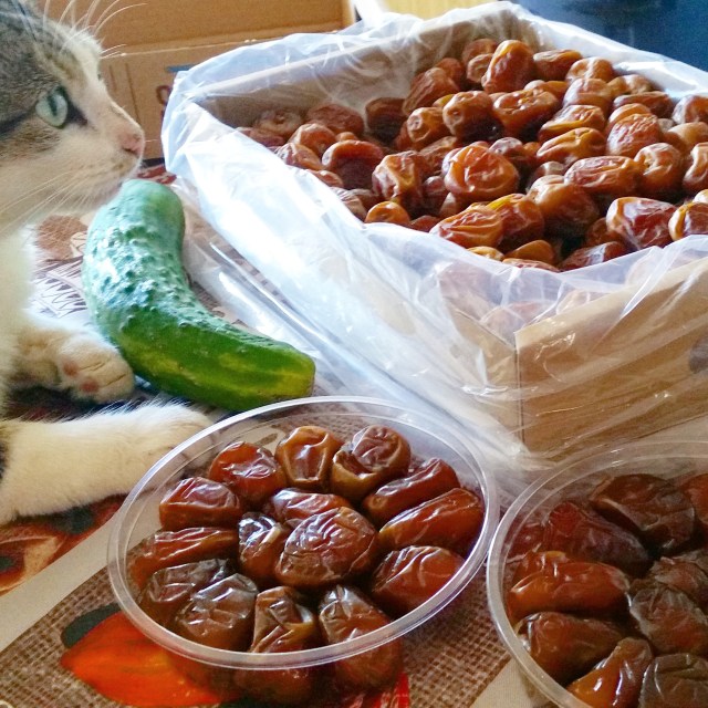 Stock de dattes Sukkari