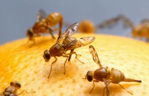 infestation de mouches à fruit