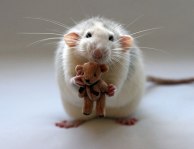 rat nounours